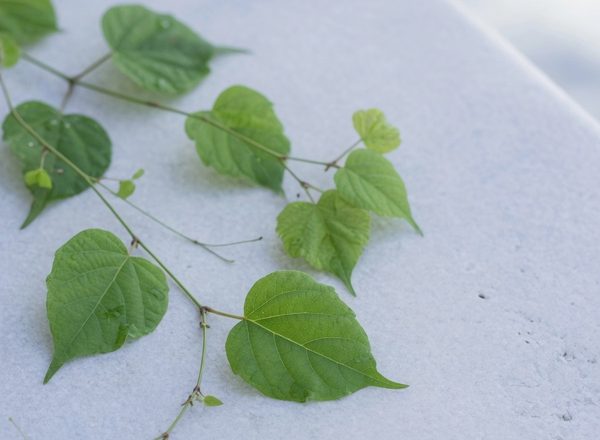 Iliustracinė nuotrauka: vijoklinės gimnemos lapai